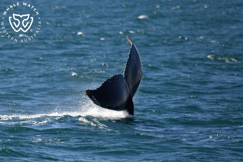 Whale Watch Western Australia