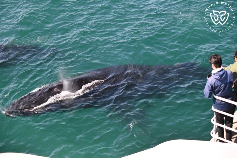 Whale Watch Western Australia