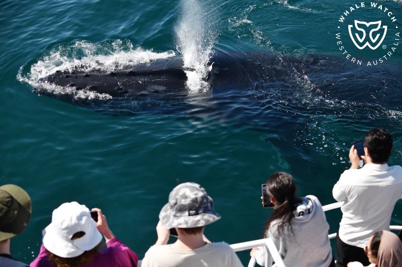 Whale Watch Western Australia