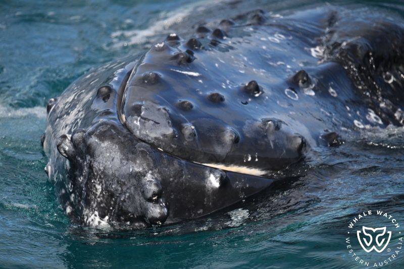 Whale Watch Western Australia