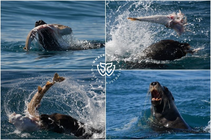 Whale Watch Western Australia