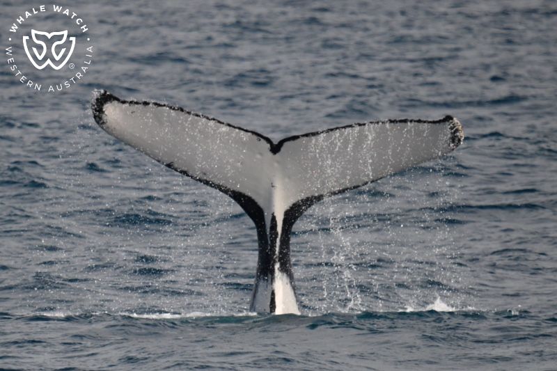 Whale Watch Western Australia