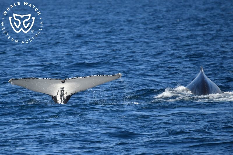 Whale Watch Western Australia