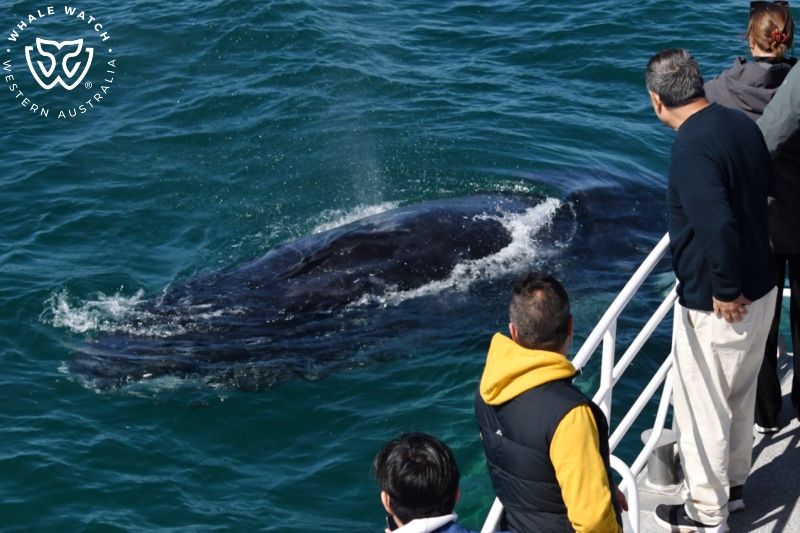 Whale Watch Western Australia