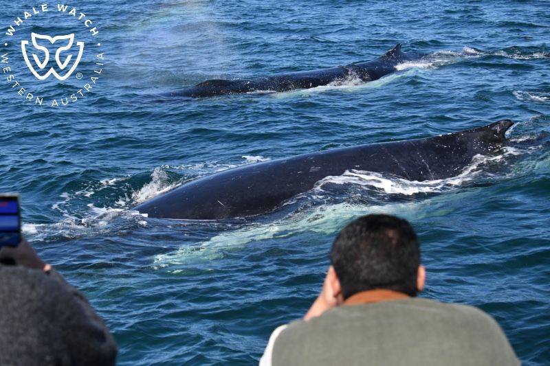 Whale Watch Western Australia