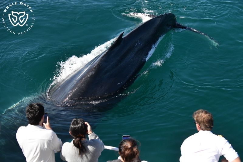 Whale Watch Western Australia