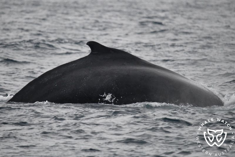 Whale Watch Western Australia