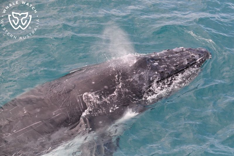 Whale Watch Western Australia