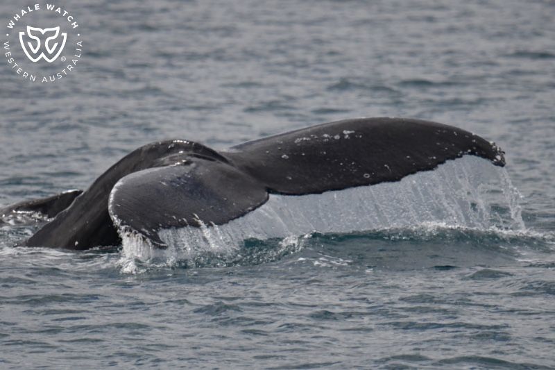 Whale Watch Western Australia