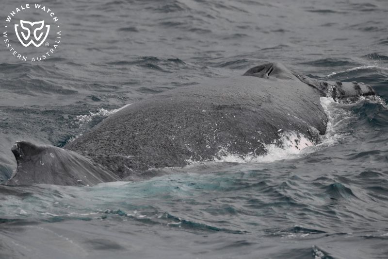 Whale Watch Western Australia