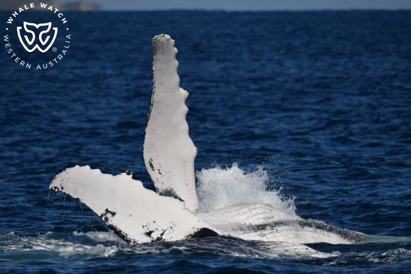 Whale Watch Western Australia