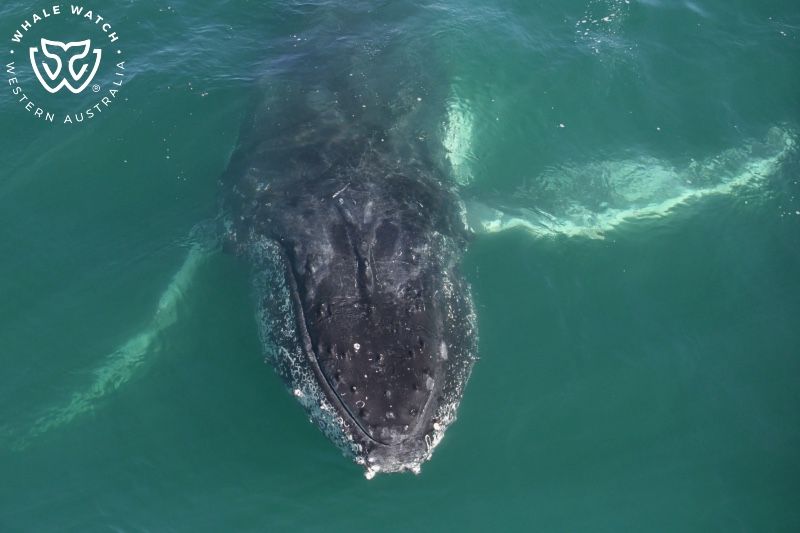 Whale Watch Western Australia