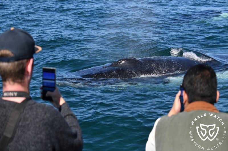 Whale Watch Western Australia