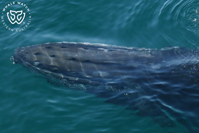 Whale Watch Western Australia