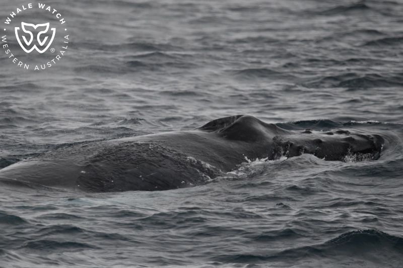 Whale Watch Western Australia