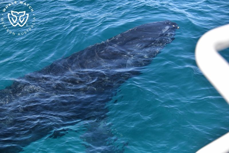 Whale Watch Western Australia