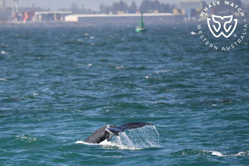 Whale Watch Western Australia