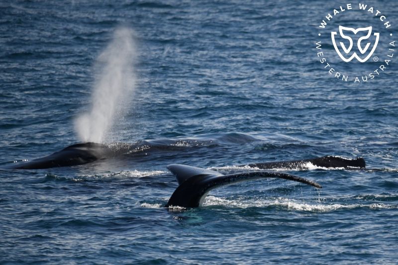 Whale Watch Western Australia