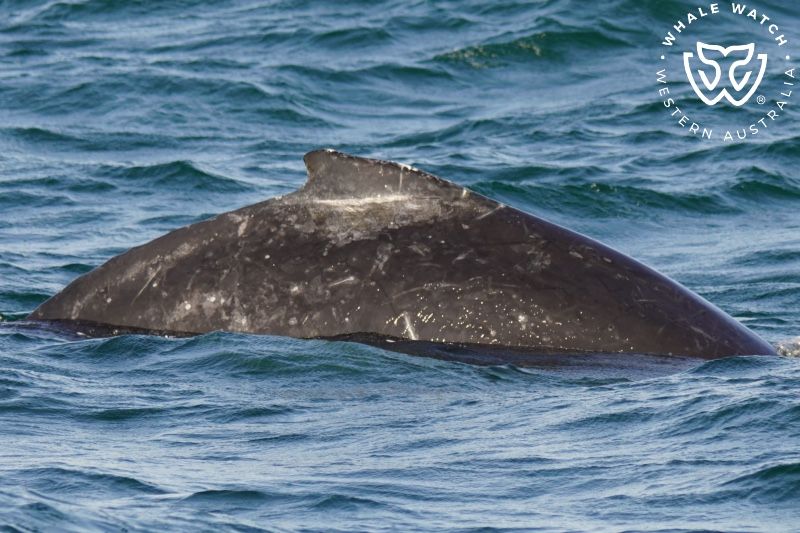 Whale Watch Western Australia