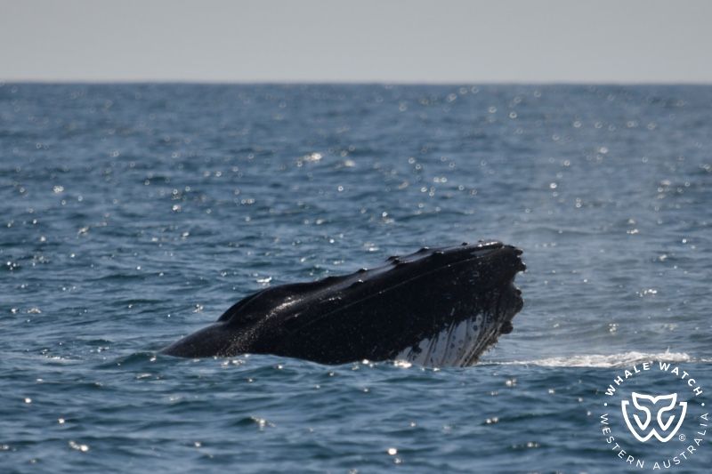 Whale Watch Western Australia