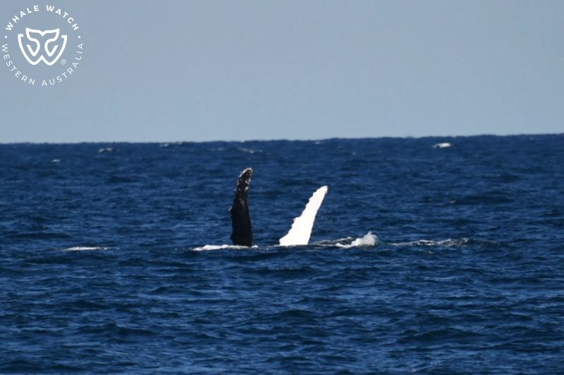 Whale Watch Western Australia