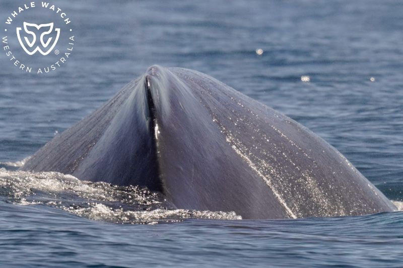 Whale Watch Western Australia