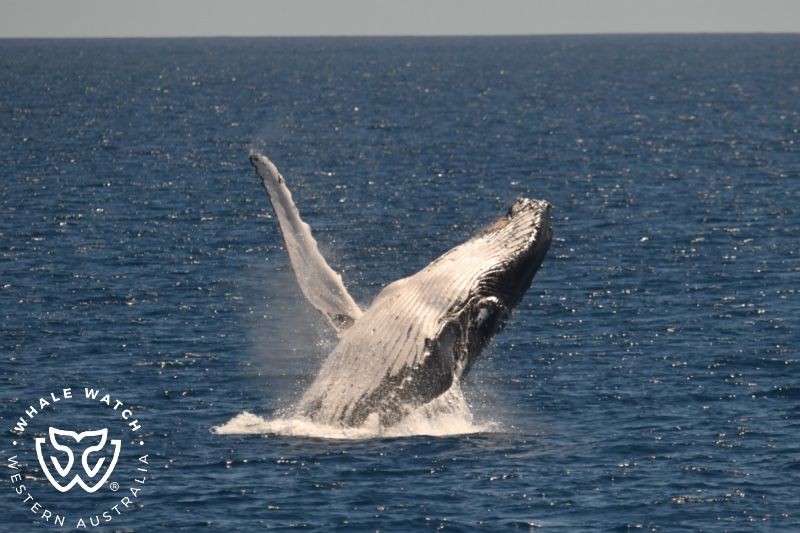 Whale Watch Western Australia