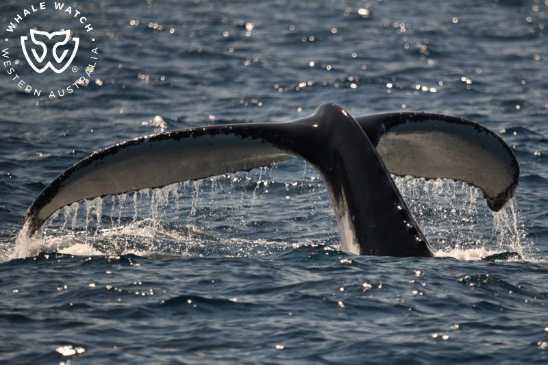 Whale Watch Western Australia