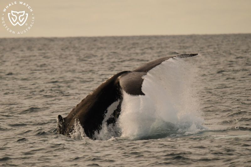 Whale Watch Western Australia