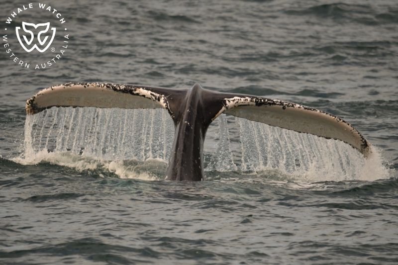 Whale Watch Western Australia
