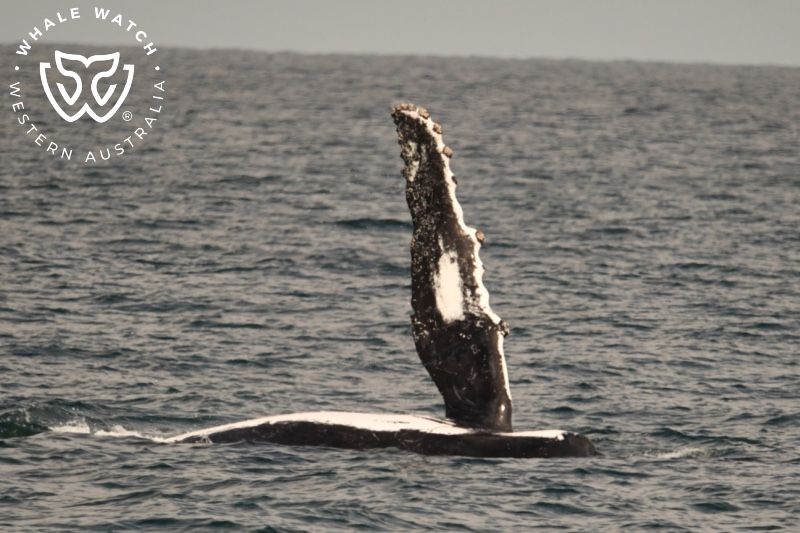 Whale Watch Western Australia