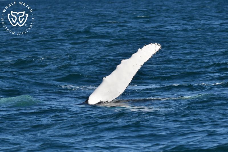 Whale Watch Western Australia