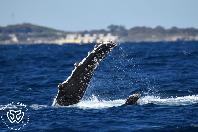 Whale Watch Western Australia