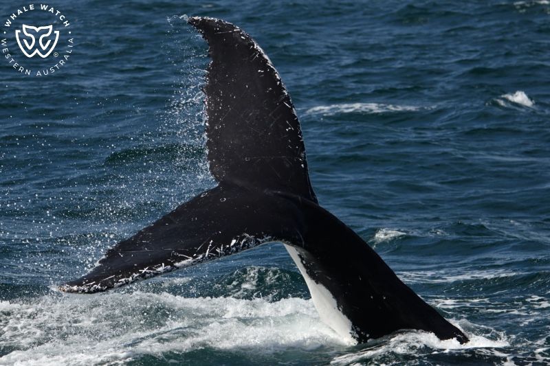 Whale Watch Western Australia