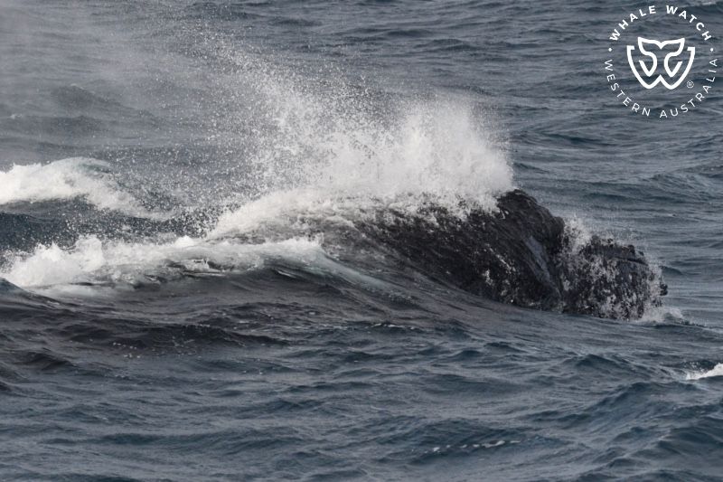 Whale Watch Western Australia