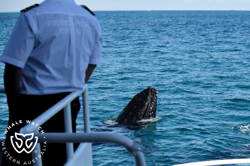 Whale Watch Western Australia