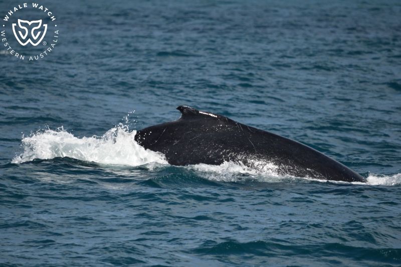 Whale Watch Western Australia