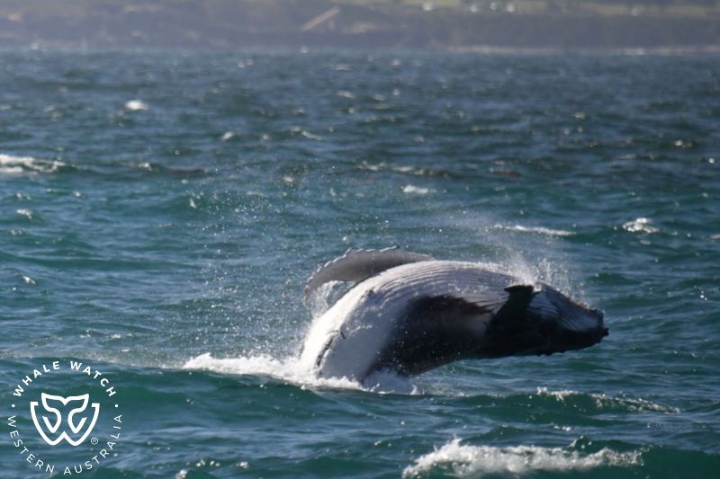 Whale Watch Western Australia