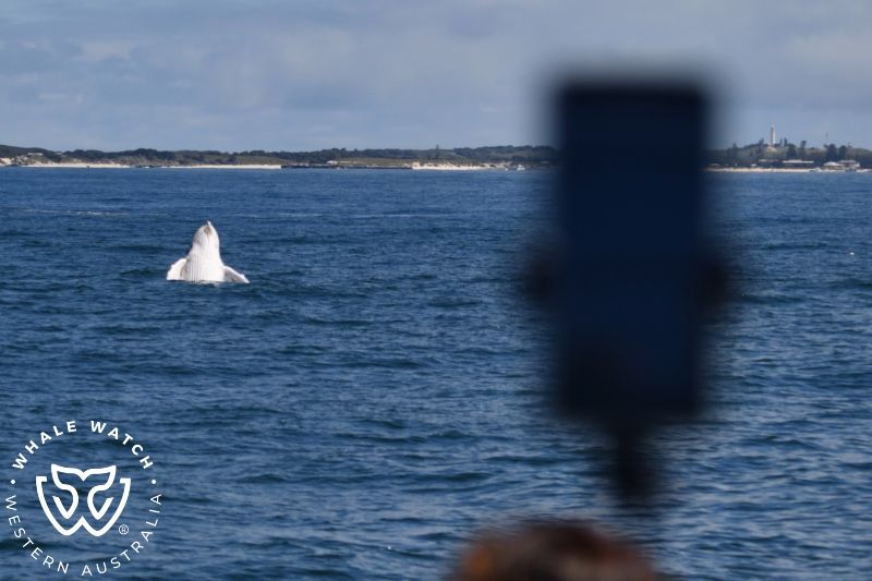 Whale Watch Western Australia