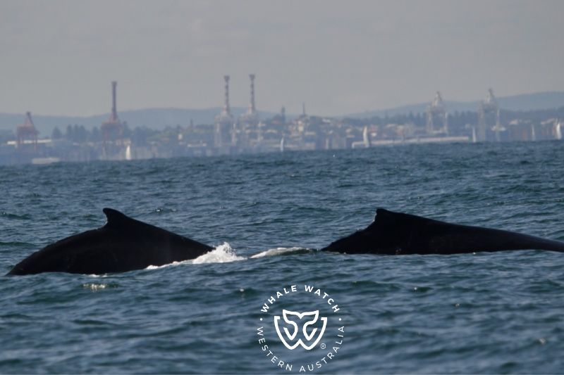 Whale Watch Western Australia