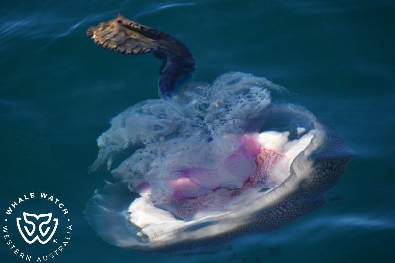 Whale Watch Western Australia