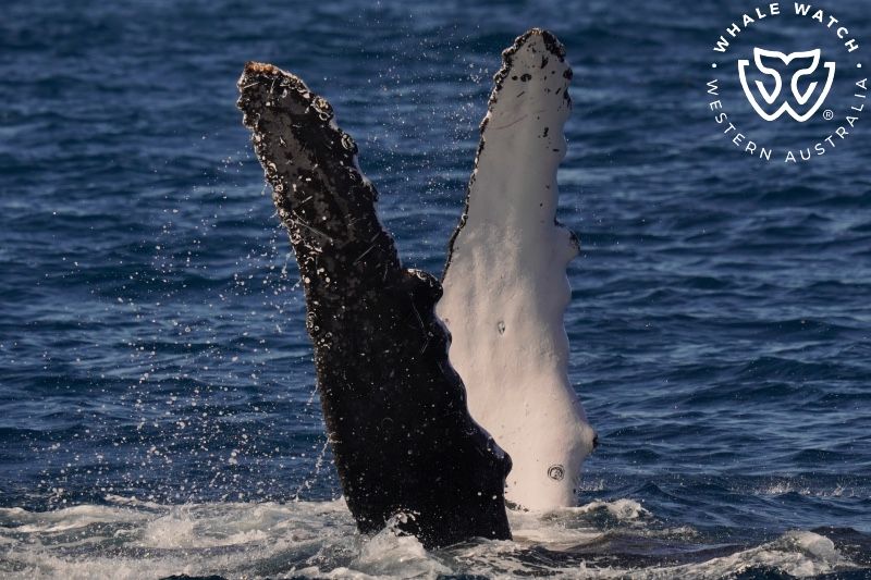 Whale Watch Western Australia