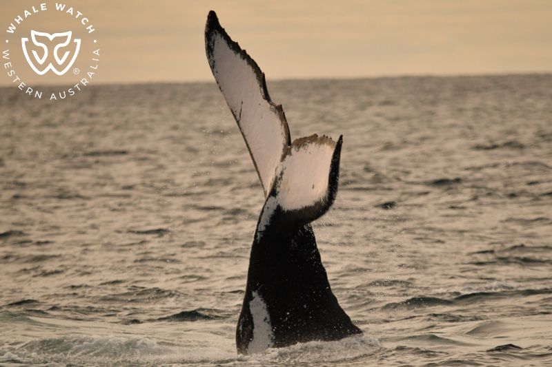 Whale Watch Western Australia