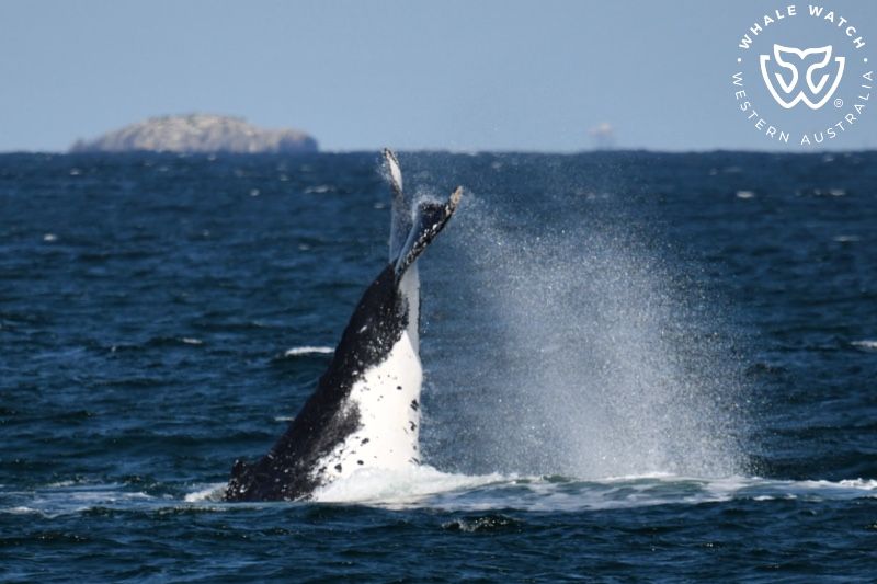 Whale Watch Western Australia
