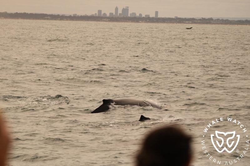 Whale Watch Western Australia