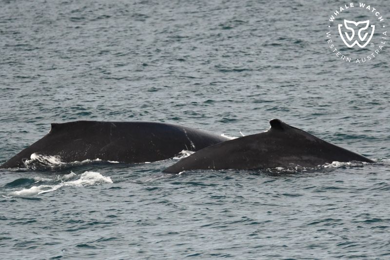 Whale Watch Western Australia