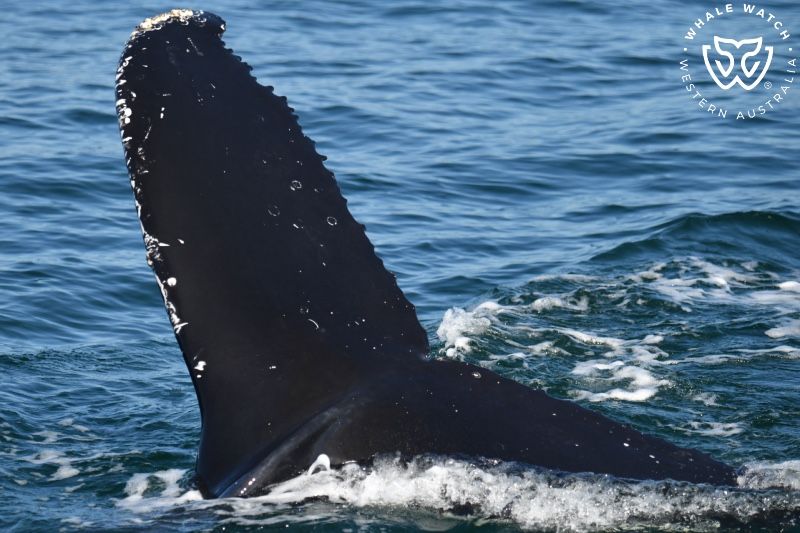 Whale Watch Western Australia