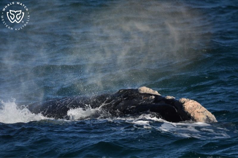 Whale Watch Western Australia
