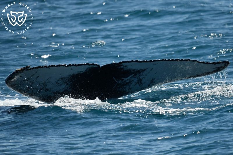 Whale Watch Western Australia