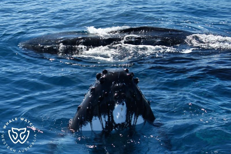 Whale Watch Western Australia
